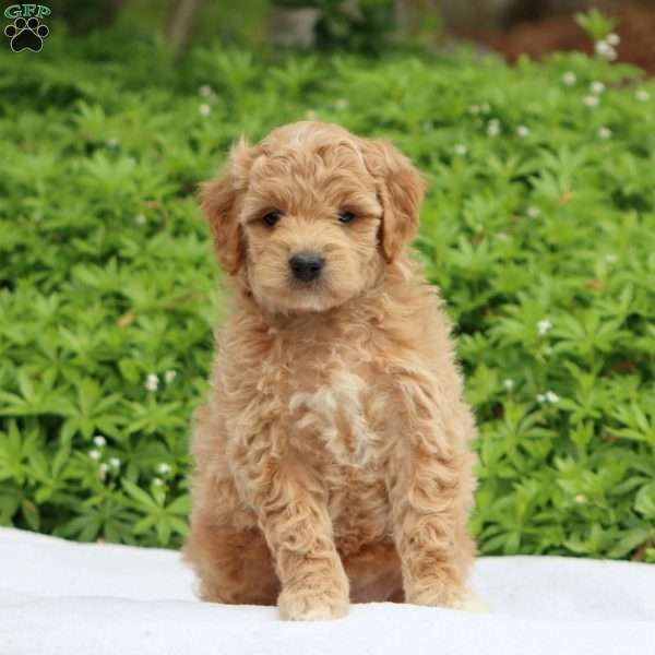Skye, Mini Goldendoodle Puppy